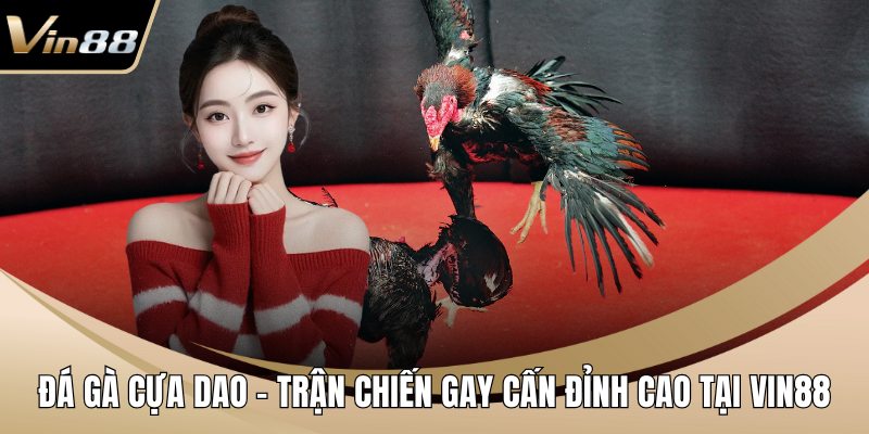 Đá gà cựa dao